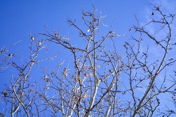 Bare branches reach towards a vibrant blue sky. A winter scene of nature's resilience.