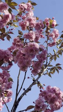 pink cherry blossom