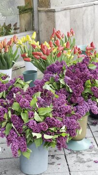 pink flowers in pots