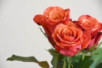 赤い薔薇