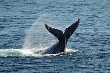 Fototapeta premium Dynamic whale breach in sparkling ocean dramatic lighting
