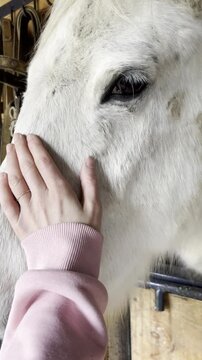 white horse