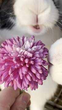 bunnies eat flowers