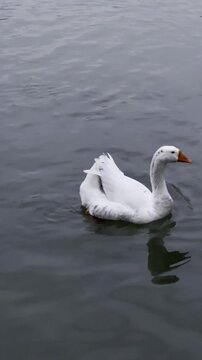swan on the lake