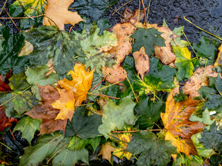Rain Soked Maple Leaves , Glasgow, Scotland