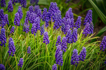 Obraz premium Blooming muscari in April.