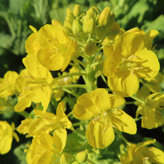 日本で春にナノハナが黄色い花を咲かせています