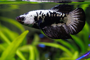 ベタブラックサムライ　甲冑のような鱗の魚