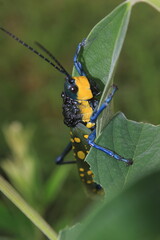 grasshopper on the green leaf