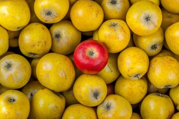 Vibrant Composition of Yellow Apples with a Single Red Apple Standing Out in a Bountiful Display of Fresh Produce on a Market Table
