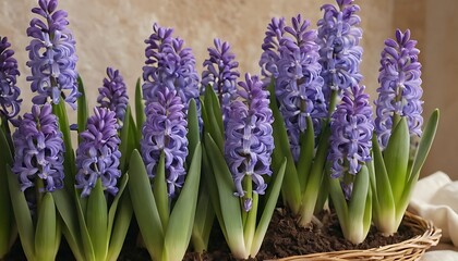 Obraz premium Floral Background Featuring Hyacinth Flowers. 1