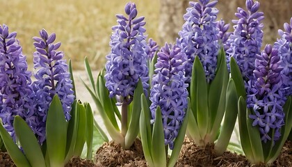 Fototapeta premium Floral Background Featuring Hyacinth Flowers. 1