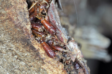 Banana moth also called Sugar-cane Moth, Opogona sacchari. A dangerous, invasive pest of many plants. Pupa exuviae under the bark.