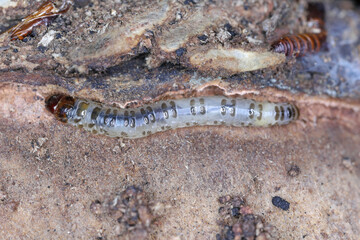 Banana moth also called Sugar-cane Moth, Opogona sacchari. A dangerous, invasive pest of many plants. Caterpillar under the bark.