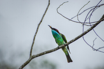A blue-throated  bee-eater with an Asia honey bee in its beak.
