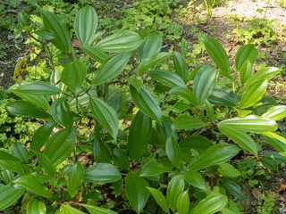 Obraz premium Viburnum davidii or David viburnum plant in the family Adoxaceae.