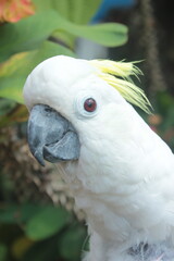 close up photo of parrot