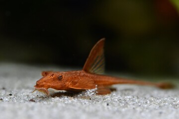 Zbrojnik czerwony (Loricaria red) na piasku