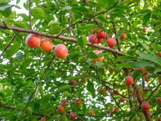 Cherry plum tree with many ripe fruits in August