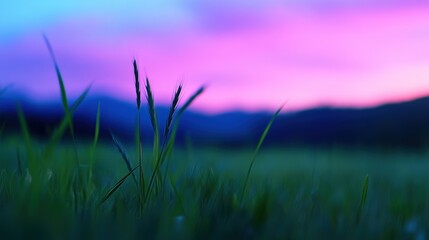 Obraz premium Serene Sunset over Grassy Meadow: A Peaceful Twilight Landscape