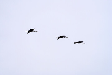 black cranes flying in the cloudy sky