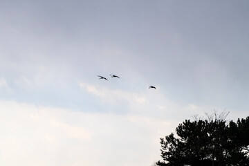 black cranes flying in the cloudy sky
