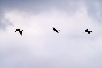 black cranes flying in the cloudy sky