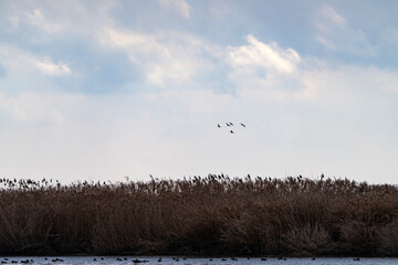 migration birds flying in the cloudy sky
