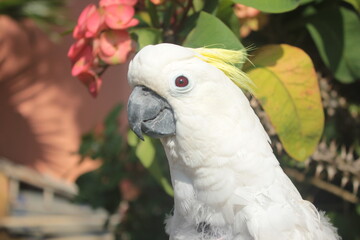close up photo of parrot