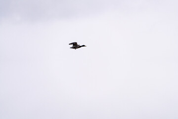 a wild duck flying in the cloudy sky