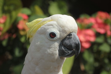 close up photo of parrot