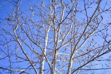 Obraz premium Bare branches reaching for a vibrant blue sky. Winter's stark beauty captured in nature's simplicity.