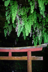 鎌倉2401　海蔵寺3　鳥居