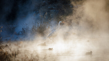 There are an egret and ducks on a river covered with winter morning fog.