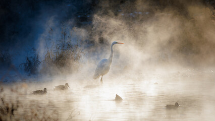 There are an egret and ducks on a river covered with winter morning fog.