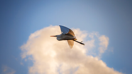 A great egret, Ardea alba, flies across the winter morning sky. (Clouds and blue sky in the background)