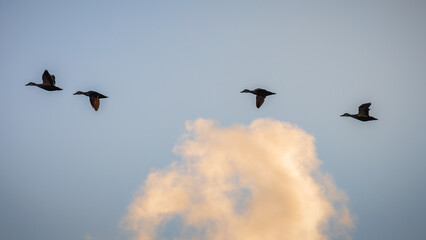 Spot billed ducks flying in formation in the blue sky.