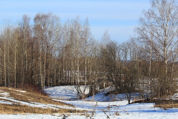 forests of northeastern Europe in early spring