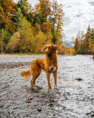 Dog in river in the mountains