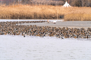 flock of the migration birds at the seaside