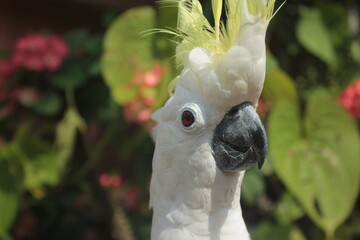 close up photo of parrot