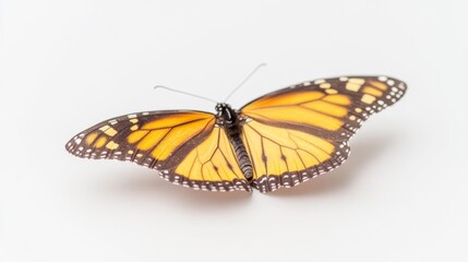 Obraz premium Butterfly with Delicate Details. Generative AI