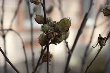 Plant, bush with seeds.