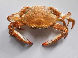 A boiled crab isolated on the blue background
