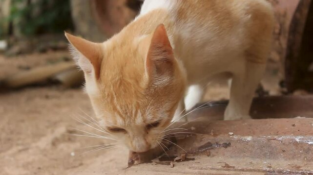 Felis silvestris lybica, a male cat eating meat