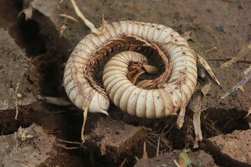 centipede carcass on the dried soil