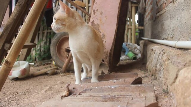 Felis silvestris lybica, a male cat eating meat