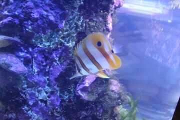 Chelmon rostratus on the background of stones in blue aquarium water side view