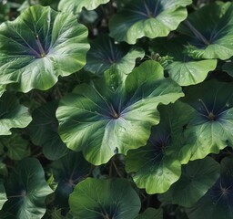 Fototapeta premium Close-up shot of morning glory leaves with intricate patterns, greenery, plant, leaves, morning glory, patterns