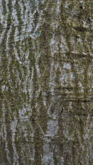 Fototapeta premium Details of the bark of tilia mandshurica